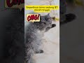 Ciri-ciri kucing puber#catlovers #kucingbirahi #kucingbikingemes #tabolabale