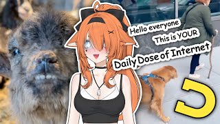Daily Dose n Chill with Amber
