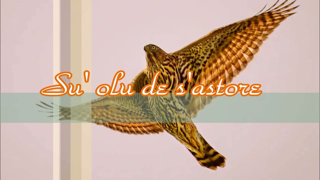 Su olu de s'astòre Coro Istelotte ( Durgali ) ( Video Fabio Mereu )