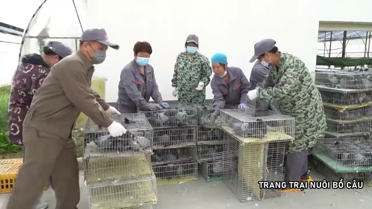 NNDD-Nuôi Chim Bồ Câu Quy Mô Trang Trại Siêu Lợi Nhuận.
