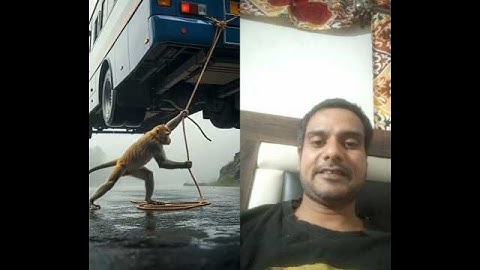 Poor Monkey saves Bus from falling into hills #ai #monkey #shorts viral#trending videos🐒