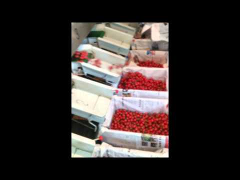 fruit sorting machine-- tina@fruitprocess.com