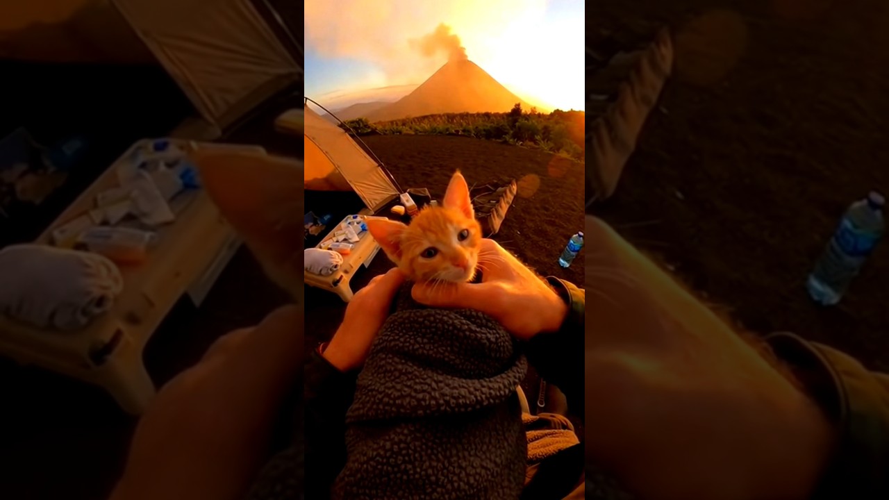 😱This Man Climbed A Volcano To Save A Cat And Then... 🌋 