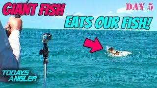 Giant Fish Eats Our Fish On Top - Florida Keys Grouper Fishing - Todays Angler