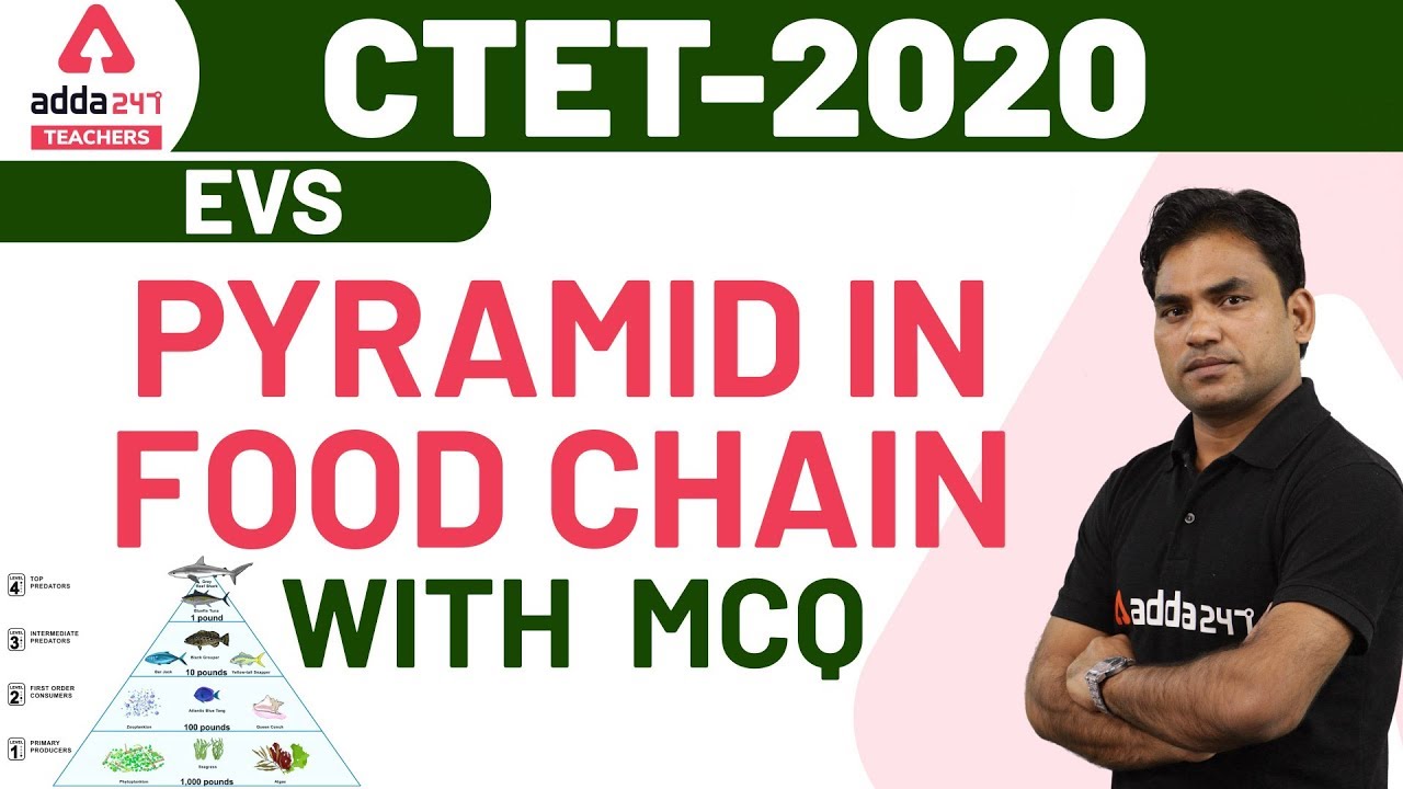CTET 2020 EVS | Pyramid In Food Chain With MCQ | EVS Pedagogy for CTET ...