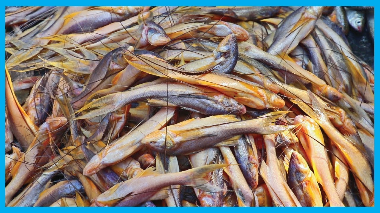 Exclusive Fresh Fish Market Near Me (Part 34) | Fish Corn ...