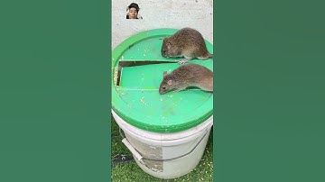 Stupid mousetrap, bẫy chuột vào thùng Sơn nhựa #shoprts