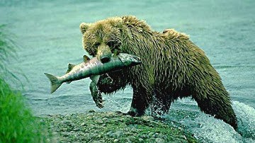Predator-Prey Systems: Example 1: Part 1