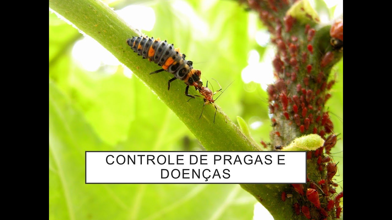 CONTROLE AGROECOLÓGICO DE PRAGAS - AULA 4