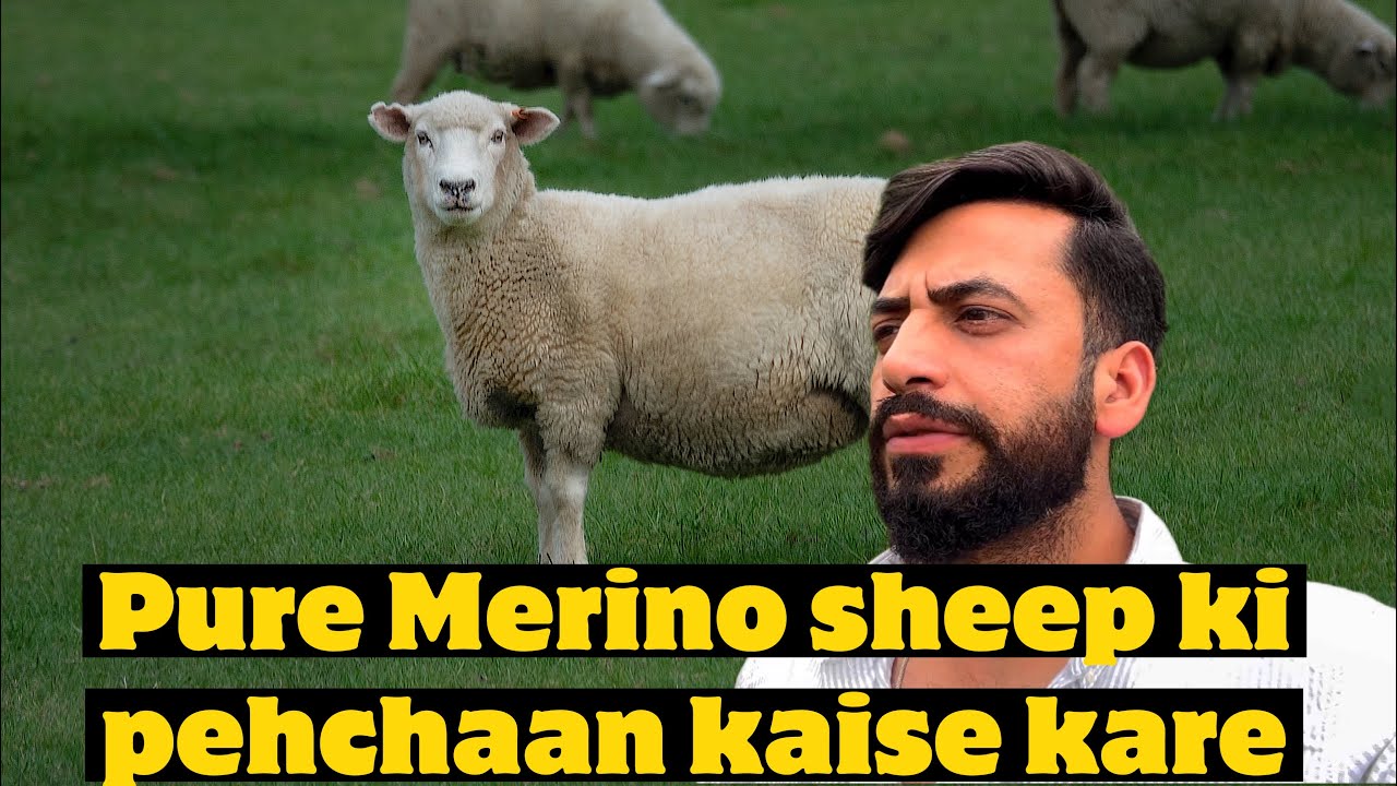 PURE MERINO SHEEP KI PEHCHAN KAISE KAREIN SHEEP FARMING IN KASHMIR