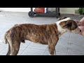 Foster Dog Joris (Full Video Soon)