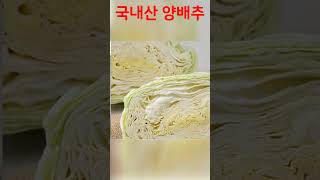 “위 건강, 다이어트까지! 국내산 양배추의 놀라운 비밀!”