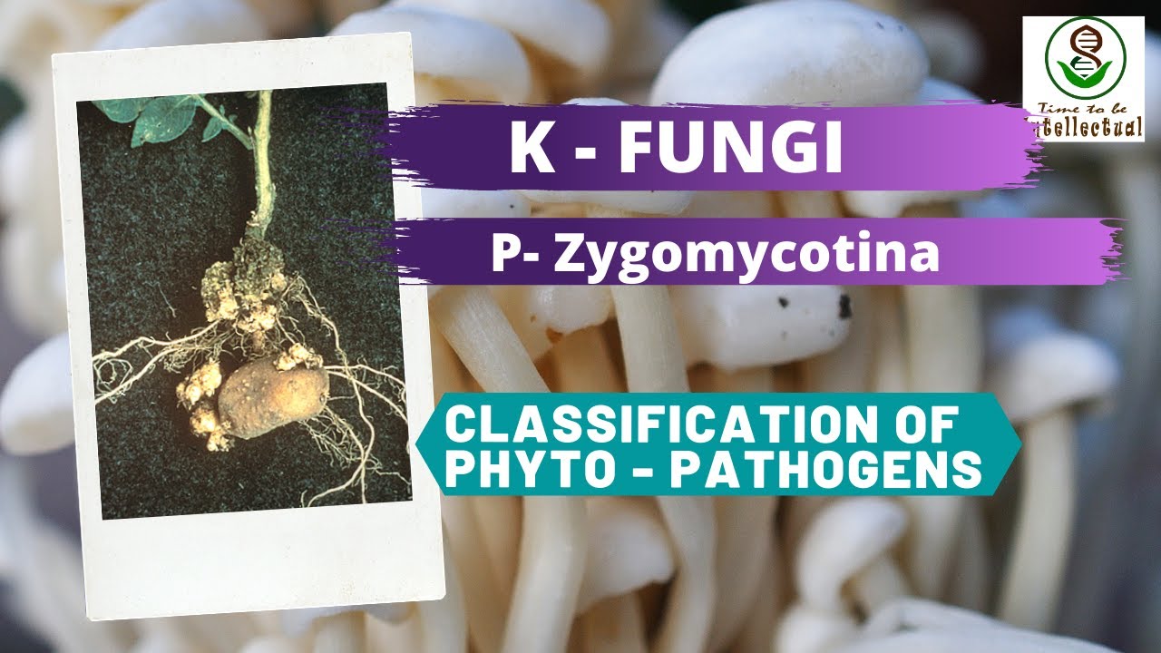 Kingdom Fungi Zygomycota Classification of Phyto Pathogens