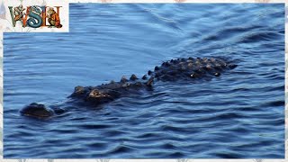 The Lake Norman Monster - Uncovering North Carolina s Mysterious Legend and Real Sightings