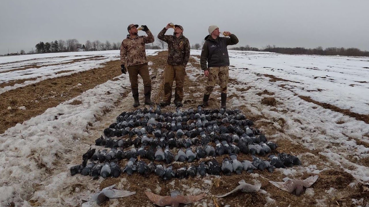 3 MAN PIGEON HUNT 160+ PIGEONS WINTER MANURE FIELD SHOOT YouTube