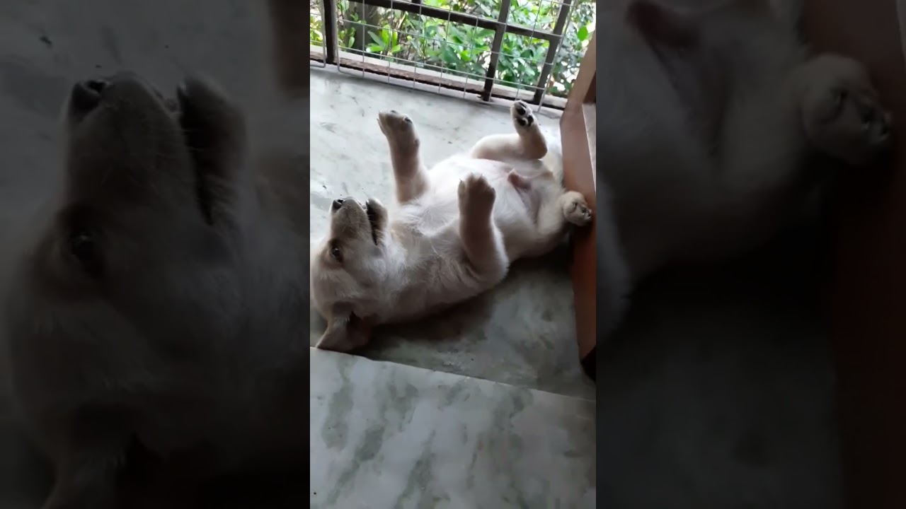 labrador puppy peeing while sleeping