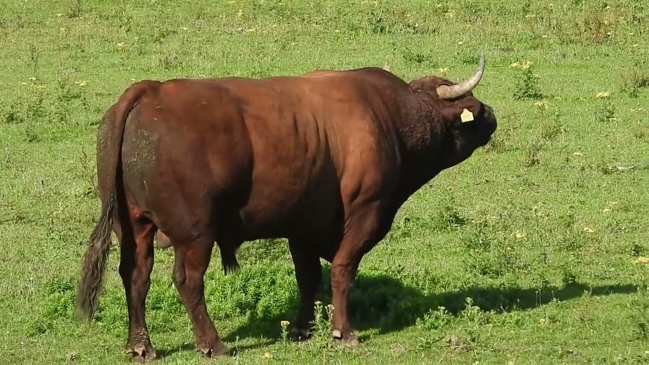 spektakel bij loevenstein 