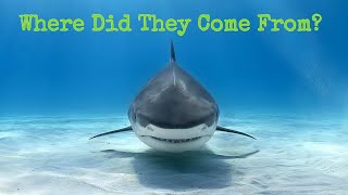 A Tiger Shark Case Study