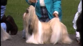 Shih Tzu - AKC Dog Breed Series