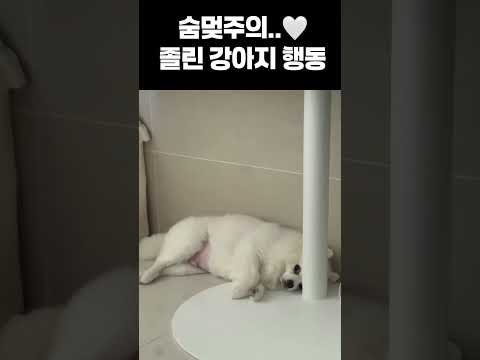 핑크빤쮸 포메라니안 애기강아지🤍 #강아지 #강아지쇼츠 #강아지일상 #애견영상 #화이트포메라니안 #cutedog #강아지브이로그