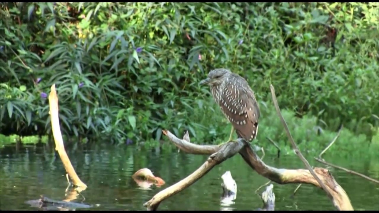 Juvenile Black-crowned Night Heron 