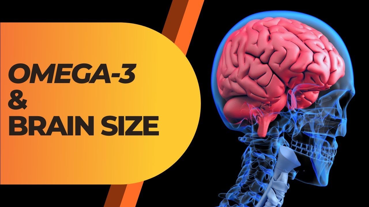 Omega3 and Brain Size YouTube