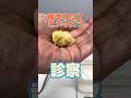 羽を怪我した産まれたてのヒメウズラが動物病院にやってきた!
