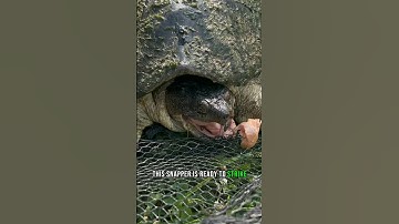 This Snapping Turtle Is READY To STRIKE!! #shorts