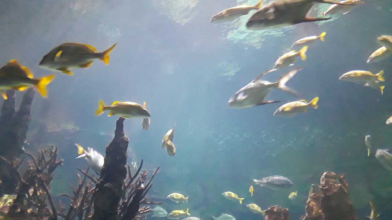 Beautiful tropical fish. San Antonio Sea World.Texas. 美しい熱帯魚達。サン アントニオ