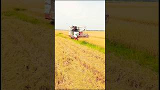New GAM 88😍 paddy harvester 😍💖💕ধান কাটা চলছে💖