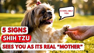 5 Signs Your Shih Tzu Sees You as Its Real Mother – #2 Will Melt You