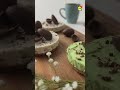 Cheesecake | Lidl Schweiz