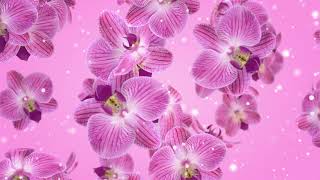Flowers Orchid Abstract Background Looped Video | Ultra HD 4K screenshot 2