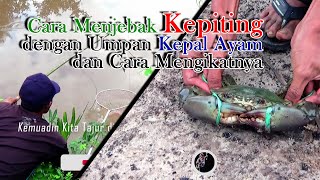 Cara menjebak Kepiting dengan umpan kepala ayam dan cara mengikatnya