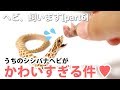 うちのシシバナが可愛すぎる件