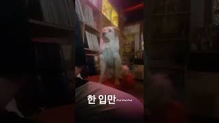 한 입만!!! #브이로그 #놀이 #강아지 #개춘기 #dog #간식