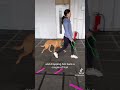 Very reactive Labrador fixed.