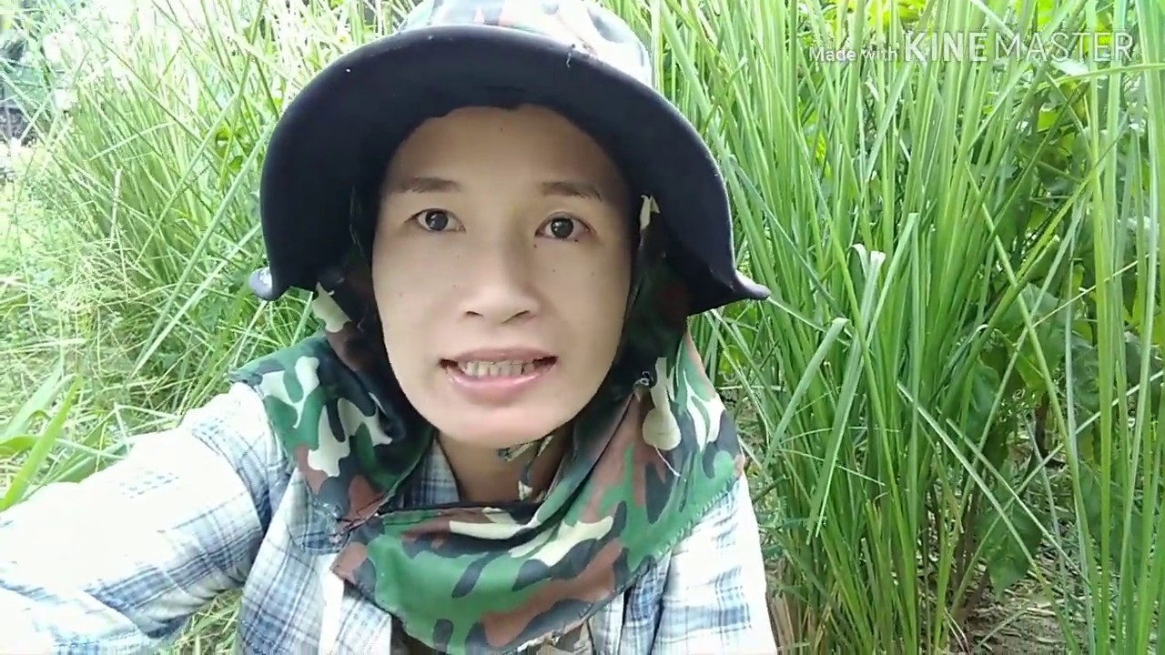 สอนปลูกหญ้าแฝกแบบเข้าใจง่าย