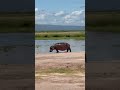 Stalked by Africa's Most dangerous killer -The Hippopotamus on Safari!!!😳🦛🏞️#animals #fyp #viral
