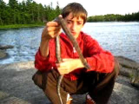 snake oil Big Northern Water Snake