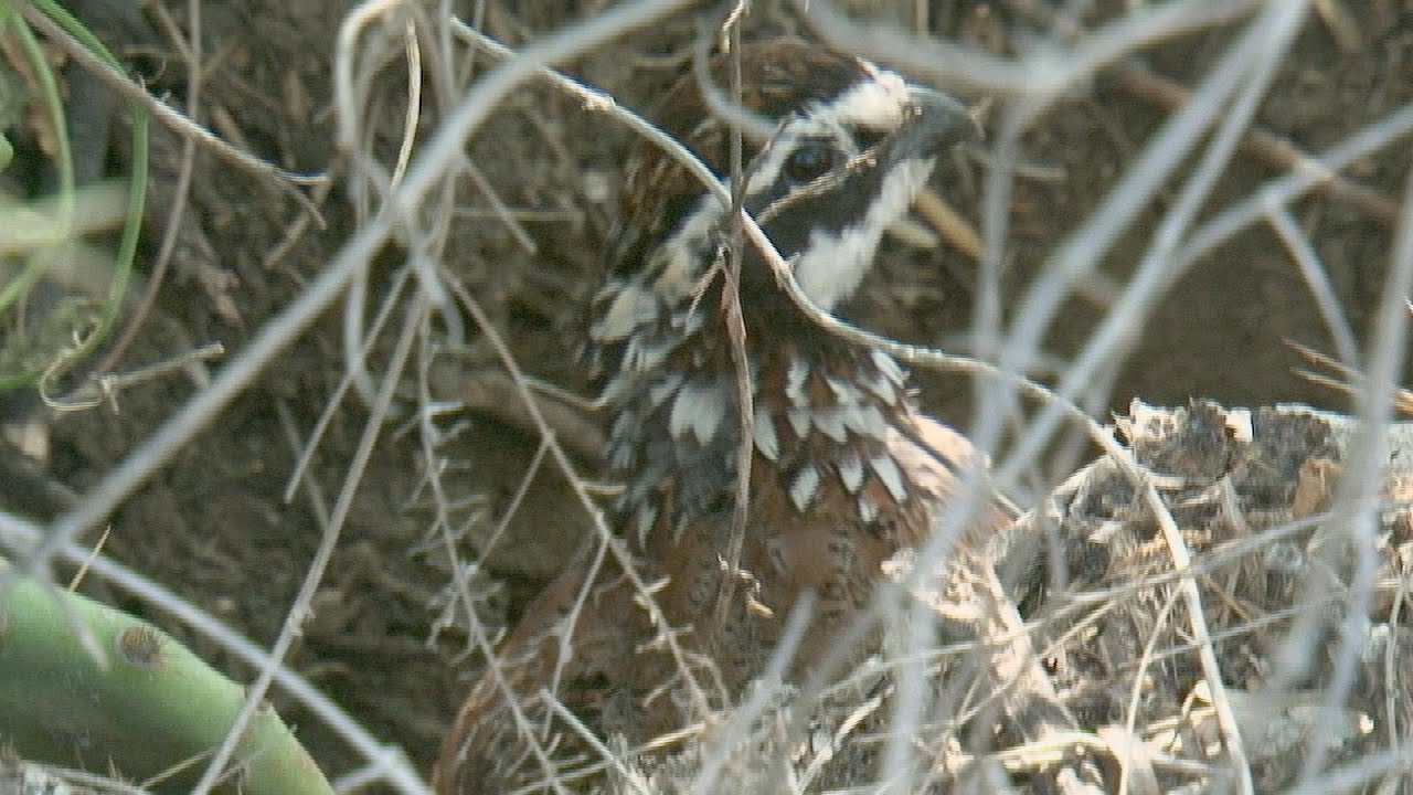 Bobwhite Brigaders Learn About The Environment