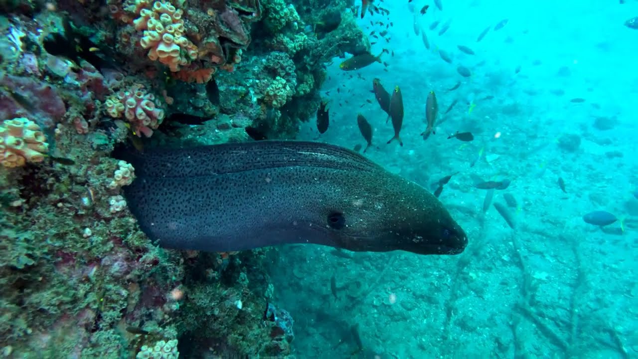 Mitsio Wreck | Nosy Be, Madagascar | September 2025