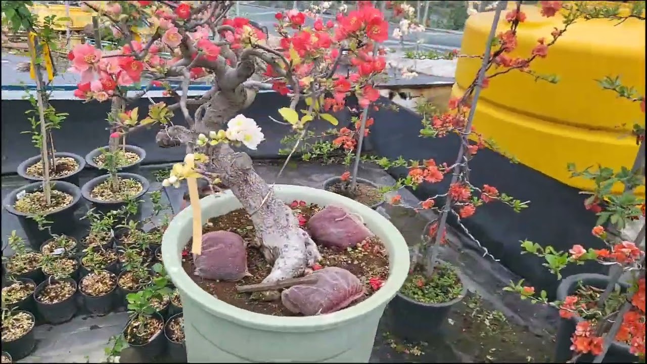 명자협회 회원농장 명성명자원 방문(명성명자원 원장님 연락처:010 5430 7643)