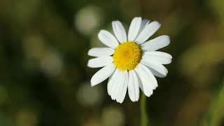 Papatya 🌼