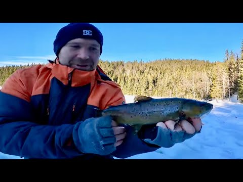 Video: Gjeddejakt (ulvens Knep Og Taktikk)