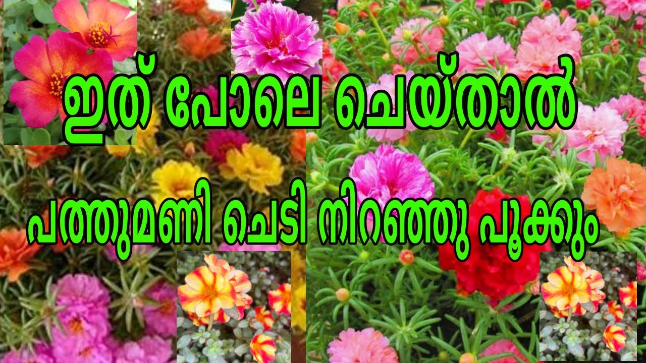 Моховая роза | 10 вещей, которые вы должны знать, если у вас есть это растение
