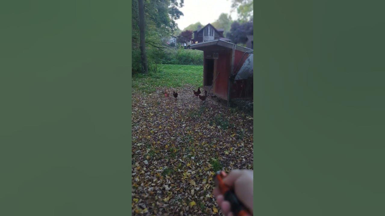 chickens HATE lasers