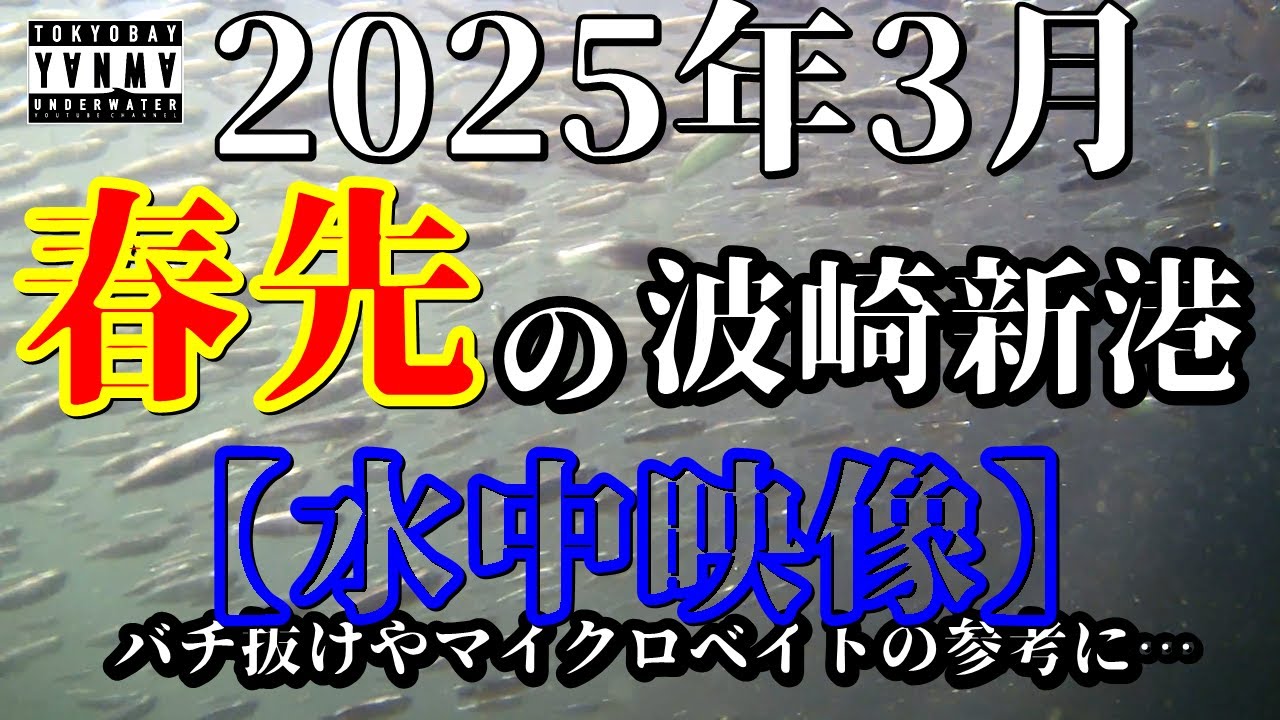 4K【水中映像】2025年 3月頭 波崎新港の現実[リアル]朝マヅメに魚がまだいない...けどマイクロベイトは沸き始めた#波崎 #釣り #水中映像 #マイクロベイト