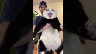 Meet the world's first Panda-Cat! 🐼🐈#PandaCat #RarePets #cutecats