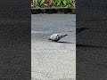 Graceful Pigeons #3,831 #shorts #pigeon #bird #birds #peaceful #youtubeshorts #kabootar #shortvide